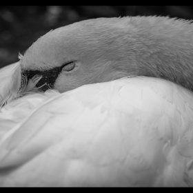 Elspeth Peddie - Sleeping Swan